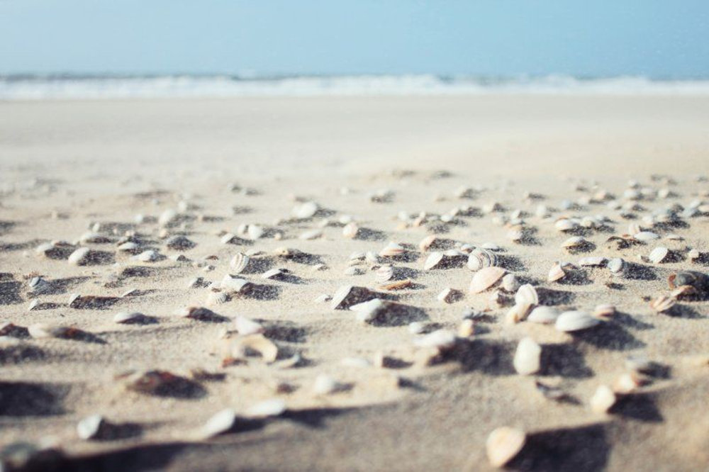 sea-shells-on-beach.jpg